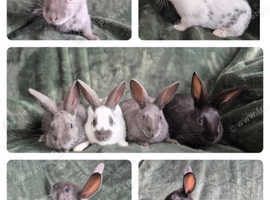 Beautiful  Ebglish Butterfly/Spot Babies. Ready now!!!