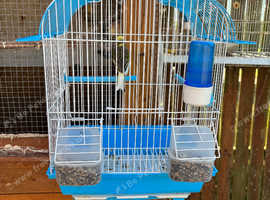 Cock canary