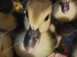 Unsexed muscovy ducklings