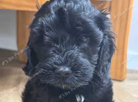 2 gorgeous cockapoo puppies