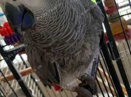 Missing African grey