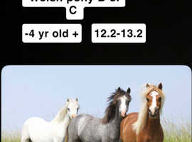 !Wanted! Welsh sec B or C