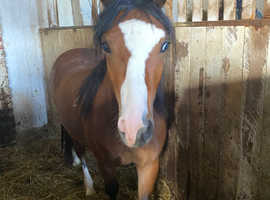 Project pony for sale