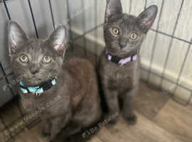 Russian blue