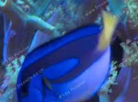 Regal tang