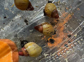 Lissachatina zanzibarica Juveniles