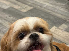 Shih tzu dog