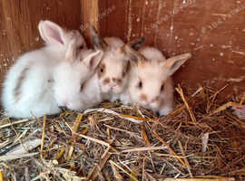 Lionhead cross lop babies
