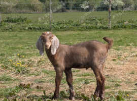 Anglo nubians
