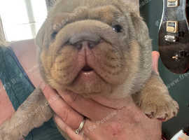 English bulldog chunky puppies