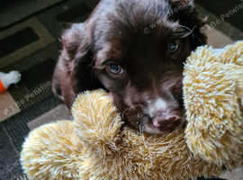 Chocolate springer spaniel puppies best sale for sale