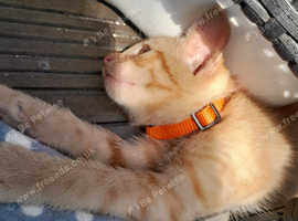 1 ginger boy kitten