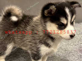 Last Beautiful Siberian Husky Girl - Ready for Her Forever Home!