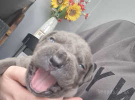 4 week old cane corso puppies