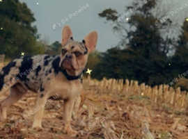 French bulldog