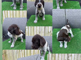 German wirehaired pointer puppies
