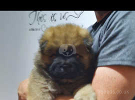 TOP QUALITY KC Registered Chow Chow puppies