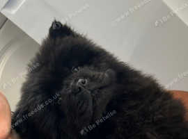 1 Rare coloured chow chow pup left