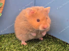 Baby hamsters 2024 for sale