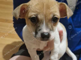 Jack russell mixed with chihuahua best sale for sale