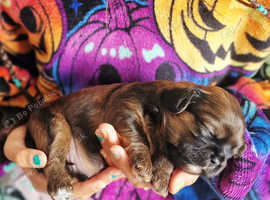 Shih Tzu Boy Puppy