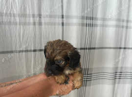 Jack russles cross