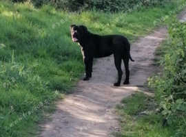 Female cane corso