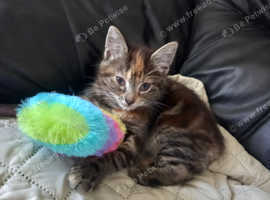 Kitten