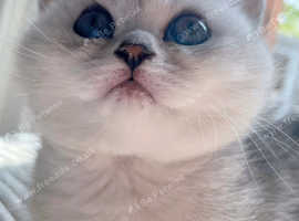 Chubby BSH boy!
