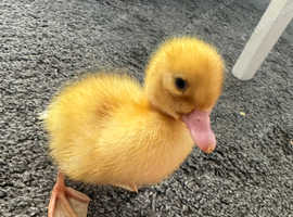 Pre-order for cherry valley ducklings