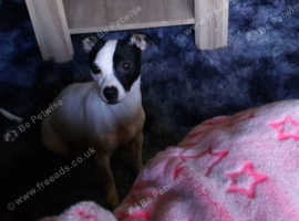 2 pups for sale