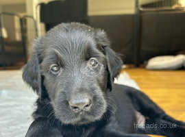 Flat Coat Puppies for sale KC reg, micro-chipped