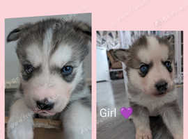 Husky Puppies 2 Left