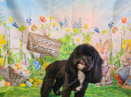 Our beautiful Marley 17 month shihpoo