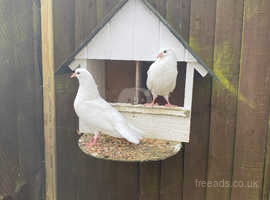 Pair of baby fan tail doves ready now