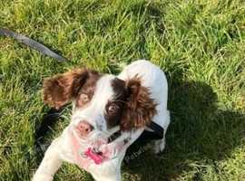 English springer spaniel girl