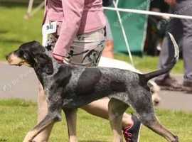 Planning a litter, waitlist now open!! Grand bleu de Gascogne!!!!