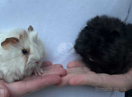 Pair of young male Guinea Pigs