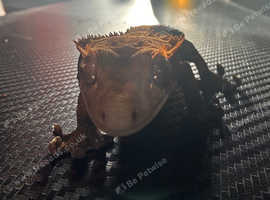 Crested Geckos in Northern Ireland | Lizards - Freeads