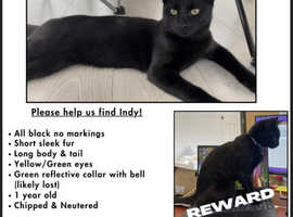 Missing Cat - Indy : 14 months, pure black, chipped & neutered