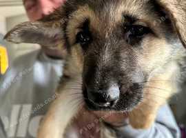 German shepherd puppies ready now