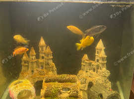 Variety of 6 Cichlids with or without tank for sale
