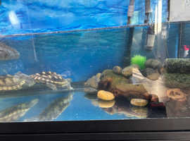 2 map turtles and 1 musk turtle with full setup and extras for sale