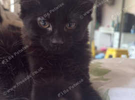 3 Kittens to a forever home