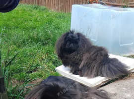 KC pekingese puppy's