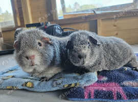 Rex guinea pigs