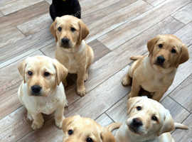 2 golden Labrador puppies left