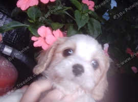 Gorgeous f1 cavachons