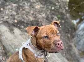 Staffy x dogue de Bordeaux