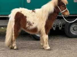 Fantastic quality Miniature Shetland Filly